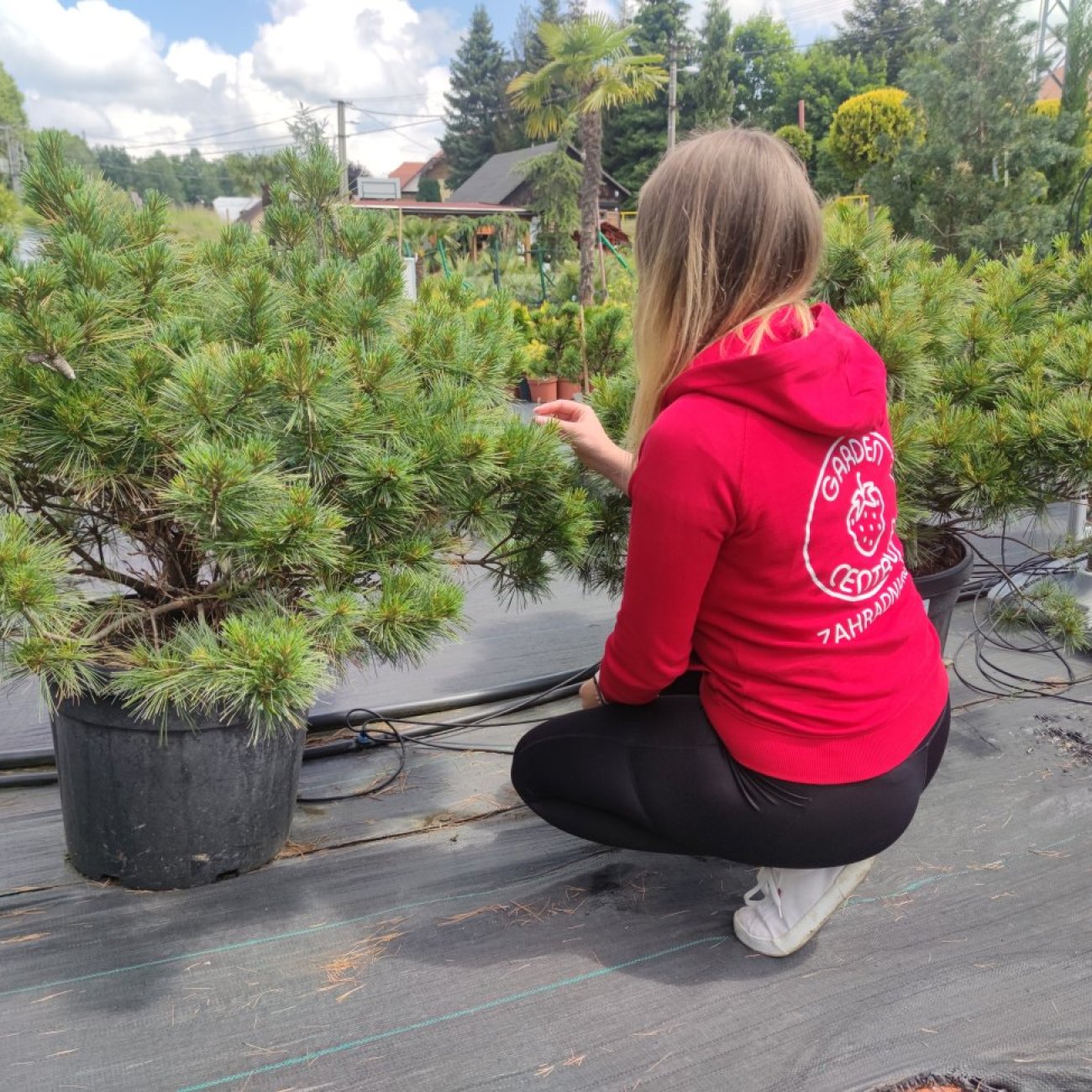 Obrázok Borovica hladká (Pinus Strobus) ´NANA´ výška 50-60 cm, kont. C45L